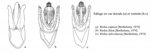Riolus divers